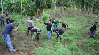 Dalami Kasus Peredaran Ganja di Serang, Polisi Temukan Ladang Ganja Seluas 3 Hektare