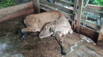Hindari Sebaran Virus PMK, 2,6 Juta Hewan Ternak di Indonesia sudah Dapat Vaksin