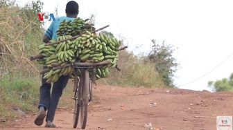 Gegara Harga BBM Naik, Pedagang Pisang di Mozambik Beralih Naik Sepeda