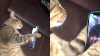 Ritual Kucing Ini Tak Biasa, Sebelum Tidur Video Call Terlebih Dulu