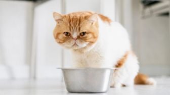 5 Tips Memilih Makanan yang Tepat untuk Kucing Kesayanganmu