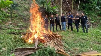 Polda Banten Musnahkan Temuan 30 Ribu Pohon Ganja di Lahan 3 Hektare