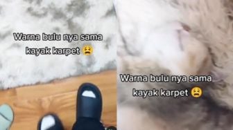 Kamuflase, Warna Bulu Kucing Ini Menyerupai Karpet