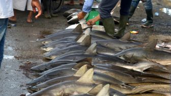 Nelayan memotong sirip ikan hiu lanjaman (Carcharhinus falciformis) di dermaga Pelabuhan Perikanan Samudera (PPS), Lampulo, Banda Aceh, Aceh, Kamis (1/9/2022). ANTARA FOTO/Ampelsa

