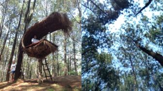 Puncak Becici, Sejuknya Hutan Pinus Lokal yang Terkenal Seantero Dunia