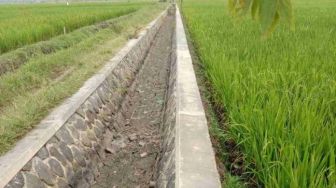 Ribuan Hektare Sawah di Kota Banjar Terancam Gagal Panen