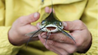 Murah dan Lezat, Ternyata Ikan Lele Juga Memiliki 6 Manfaat untuk Kesehatan