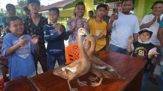 Tiga ekor itik yang berhasil menjuarai Pacu Itik terbang jarak 1.600 meter disambut oleh anak-anak di Gelanggang Aua Kuniang, Kota Payakumbuh, Sumatera Barat, Sabtu (3/9/2022). [ANTARA FOTO/Iggoy el Fitra/wsj]
