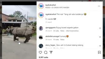 Seekor Badak Lari di Jalan Raya Justru Jadi Tontonan Warga, Warganet: Jumanji