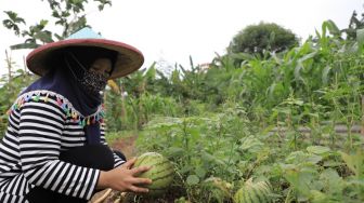 KWT Gemas Implan Raup Cuan dengan Urban Farming