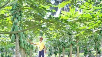 Sulap Lahan Kosong Jadi Kebun Pepaya California, Petani Bali Bisa Hasilkan 1 Ton Per Hari