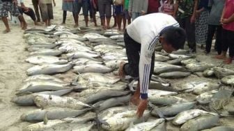 Kenaikan Harga BBM Berdampak Pada Harga Ikan di Simeulue, Pedagang Keluhkan Kurangnya Pembeli