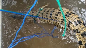 Heboh, Buaya Besar di Sekayu Tertangkap dalam Perangkap Ikan