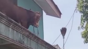 Ajaib! Sapi Berukuran Besar Nangkring di Atas Plafon Rumah Warga, Netizen Dibuat Keheranan