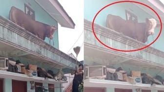 Seekor Sapi Tersangkut di Balkon Rumah Lantai Dua, Netizen Penasaran Bagaimana Cara Naik ke Atas