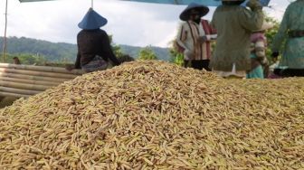 BBM Naik, Petani di Pandeglang Minta Pemerintah Naikan Juga HPP Gabah