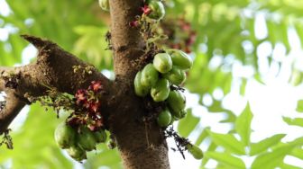 Belimbing Wuluh, Yuk Kenali Kandungan dan Khasiatnya yang Melimpah!