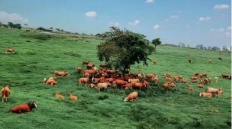 Mengunjungi New Zealand Van Indonesia di Padang Mengatas Sumatera Barat
