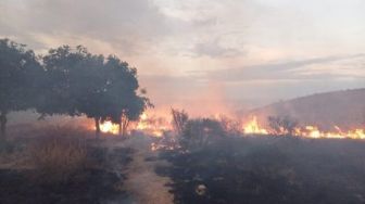 Sekitar 14 Hektar Lokasi PT ESL Kawasan Hutan Sekaroh Lotim Terbakar