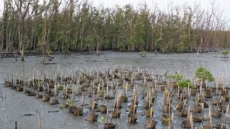 Presiden Joko Widodo Klaim Deforestasi Menurun Signifikan, KNPI Sebut 3.500 Hektare Hutan Mangrove Dibabat Demi Proyek