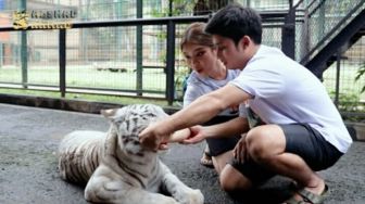 Tiara Andini Jajal Taring  Harimau Peliharaan Kesayangan Sang Kekasih, Begini Reaksinya