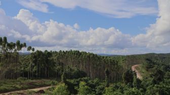UU Cipta Kerja: Penyelesaian Kawasan Hutan Tak Ada Pidana, Tapi Izin Dicabut