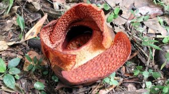 Pertama Kali di Dunia, Rafflesia Arnoldi R. Br Mekar di Luar Habitatnya di Kebun Raya Bogor