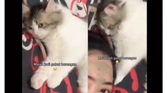 Beli Kucing Biar Nggak Gabut, Endingnya Malah Rebahan Bareng