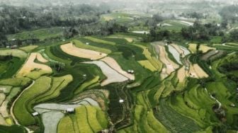 Syahrul Yasin Limpo Dukung Sulawesi Barat Kembangkan 2.000 Hektare Sawah