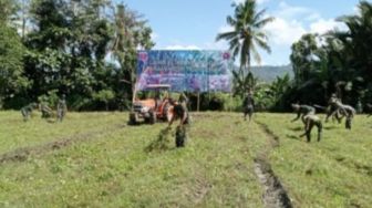 Lahan di Kampung Pancasila Desa Pasiang Kini Ditanami Jagung Untuk Ketahanan Pangan