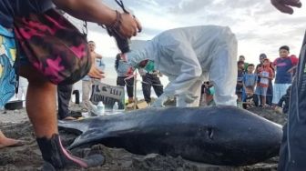 Paus Melon yang Terdampar di Pantai Muara Jembrana Punya 6 Lubang Luka