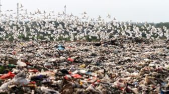 Kawanan burung kuntul putih (babulcus ibis) terbang di atas kawasan Tempat Pembuangan Akhir (TPA) Sampah Jabon, Sidoarjo, Jawa Timur, Jumat (16/9/2022). ANTARA FOTO/Umarul Faruq