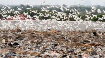 Kawanan burung kuntul putih (babulcus ibis) terbang di atas kawasan Tempat Pembuangan Akhir (TPA) Sampah Jabon, Sidoarjo, Jawa Timur, Jumat (16/9/2022). ANTARA FOTO/Umarul Faruq