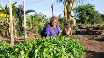 Sayuran Segar dari Kelompok Tani Otauw Mokho untuk KMAN VI