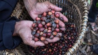 Petani menunjukkan kopi kepada pengunjung pada Festival Coffee Rajadesa Art and Culture di Bumi Perkemahan Rangga Mandala Gunung Gede, Desa Purwaraja, Kecamatan Rajadesa, Kabupaten Ciamis, Jawa Barat, Sabtu (17/9/2022). [ANTARA FOTO/Adeng Bustomi/aww]