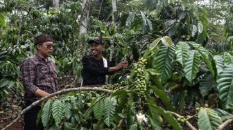 Mengenal Ragam Jenis Kopi khas Ciamis di Festival Coffee Rajadesa