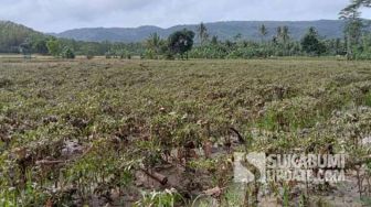 Banjir Ciemas Sukabumi Rendam Puluhan Hektar Tanaman Cabai dan Semangka, Petani Rugi Ratusan Juta