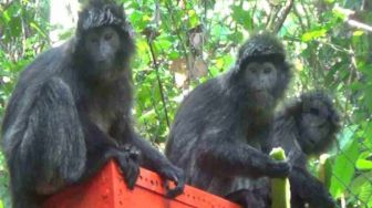 Ekosistem Terjaga, Hutan Malang Selatan Jadi Lokasi Pelepasliaran 7 Lutung Jawa