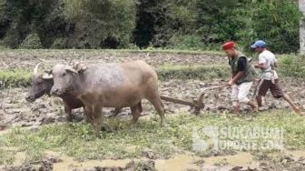 Hasil Panen Lebih Bagus, Petani Milenial di Jampangtengah Sukabumi Pilih Garap Sawah Pakai Kerbau