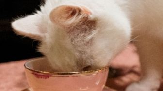 3 Cara Mengatasi Kucing yang Tidak Mau Minum