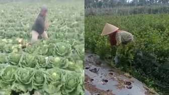Jengkel Harga Sayuran Terus Merosot, Petani Ngamuk Babat Tanaman, Warganet Geram: Kurang Bersyukur!