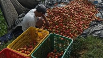 Putar Otak Petani di Pangalengan, Harga Pupuk Melonjak, Harga Jual Anjlok