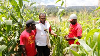 BIN dan Papua Muda Inspiratif Berhasil Berdayakan 120 Orang untuk Bekerja di Lahan Jagung