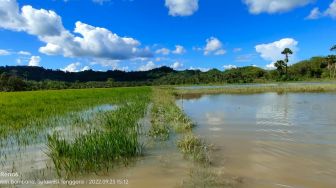 Puluhan Hektare Sawah di Bombana Terancam Gagal Panen