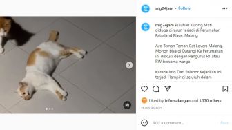 Viral Kucing Mati Diracuni di Malang, Begini Penjelasan RT dan Patraland