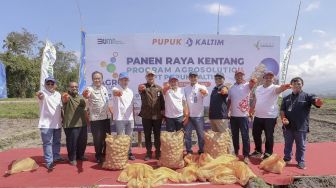 Panen Kedua Agrosolution Pupuk Kaltim, Produktivitas Kentang Kabupaten Malang Capai 33,9 Ton/Ha