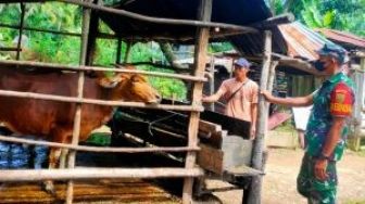 Babinsa Komsos Sembari Pantau Tentang PMK Hewan Ternak Sapi Warga