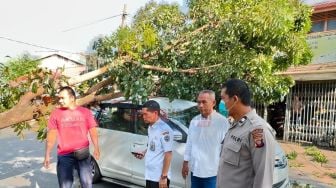 Pohon Tumbang di Depan Kantor Camat Pontianak Barat Timpa Mobil yang Melintas