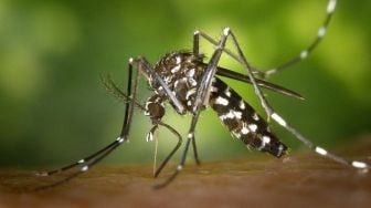 Kemenkes Ingatkan Cuaca Panas Bikin Nyamuk Makin Agresif, Waspada DBD Hingga Malaria!