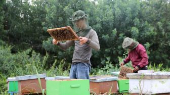 Cerita Wanudin, Berhasil Raup Rp 200 Juta Sebulan LEwat Budidaya Madu Hutan